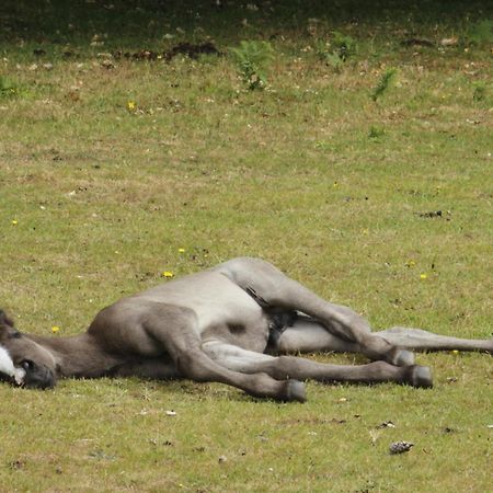Avondale New Forest Godshill  외부 사진