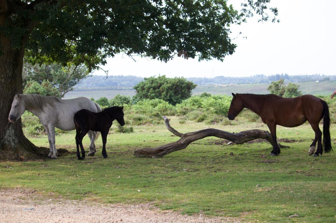 Avondale New Forest Godshill  외부 사진