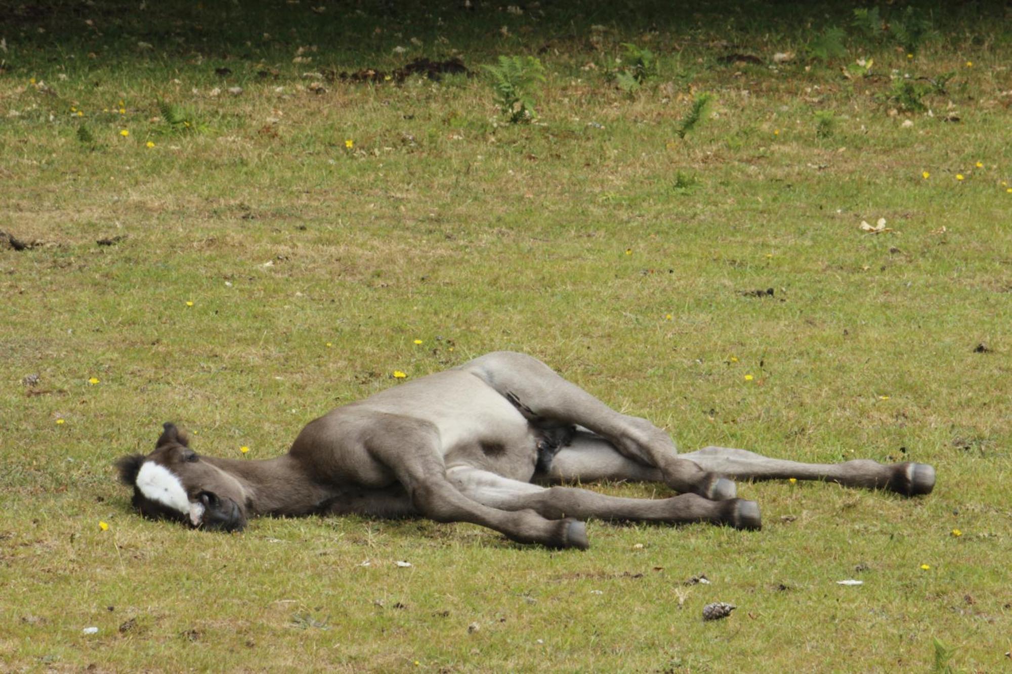 Avondale New Forest Godshill  외부 사진